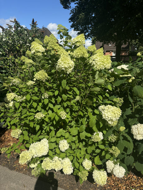 Hydrangea paniculata 'Limelight' als Pflanze im Beet, erhältlich von 40-60 bis 125-150 cm; Einsatz: ;;ab 22,20 Euro