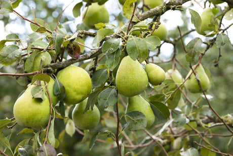 Pyrus com. 'Alexander Lucas' mit Früchten, erhältlich von 150-200 bis 450-650 cm; Einsatz: ;;ab 38,50 Euro