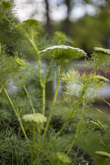 Foeniculum vulgare mit Blüte; Einsatz: , ;;ab 3,68 Euro