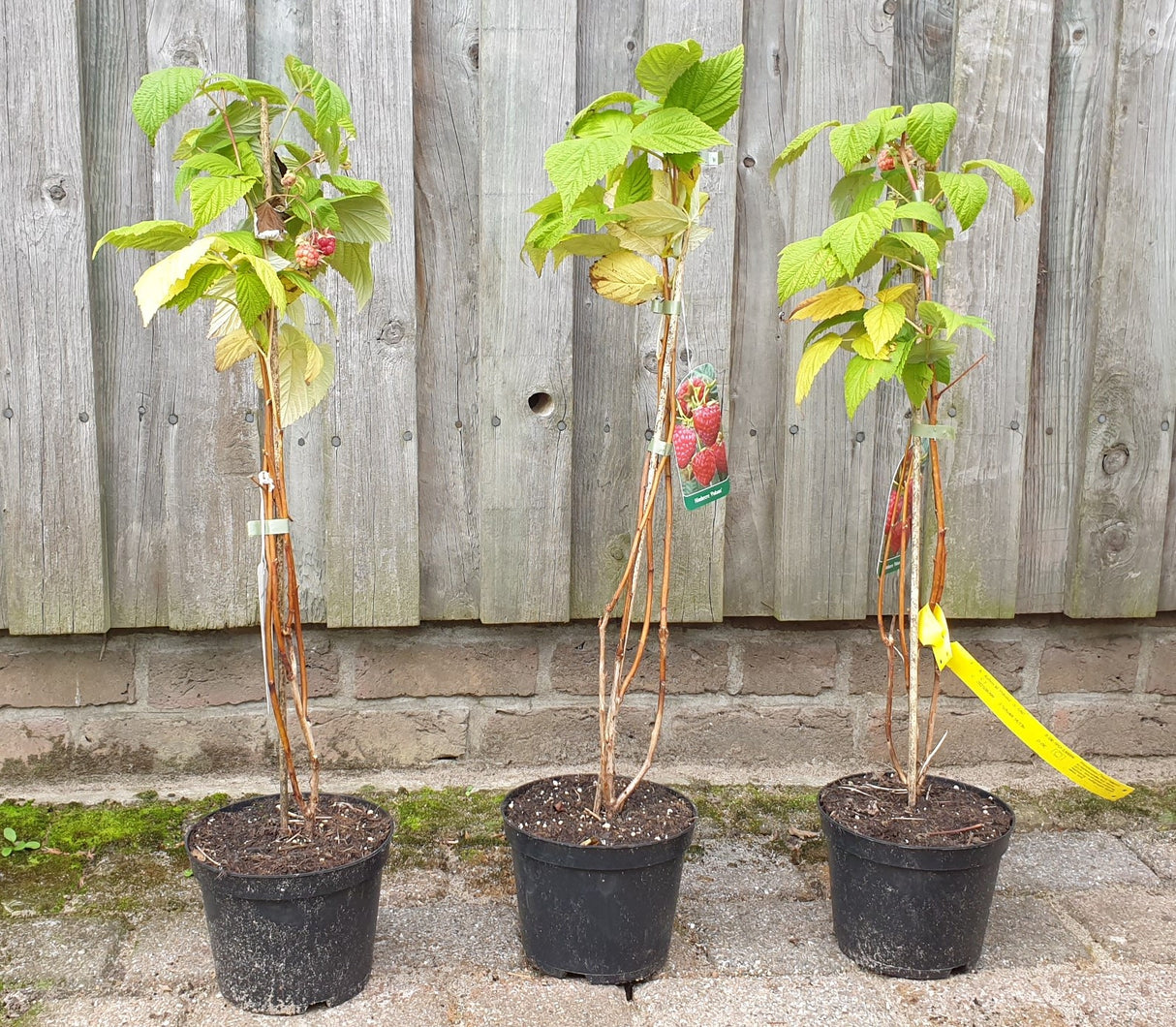 Himbeere 'Pokusa'; hier im Topf; ertragreich; Einsatzmöglichkeit z.B. : Hausgarten;;hier kaufen