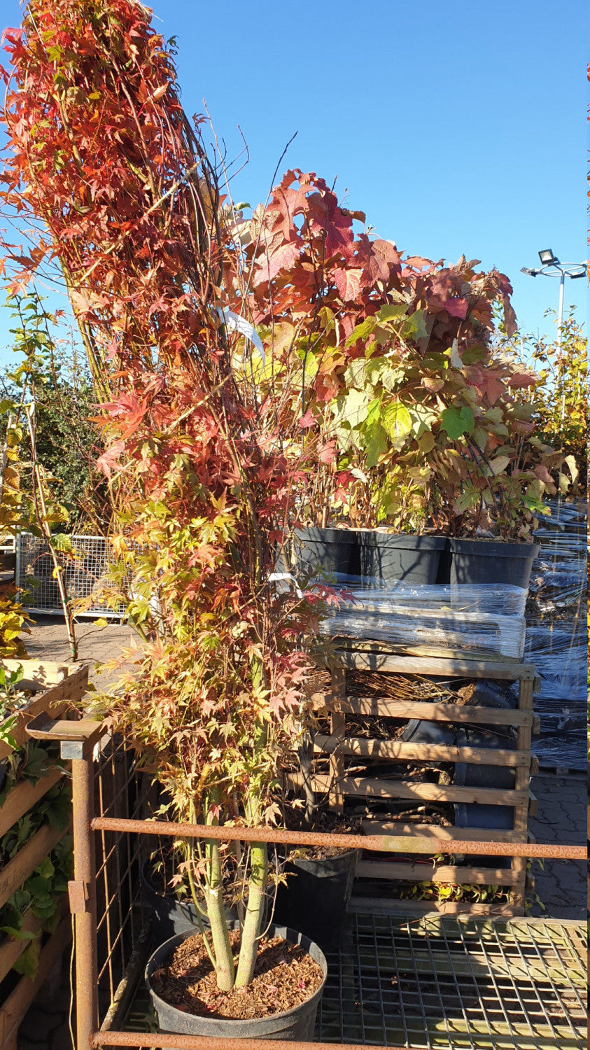 Acer palmatum Versand; Einsatz: , ;;ab 19,00 Euro