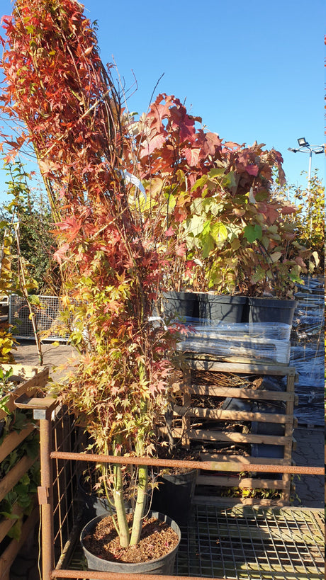 Acer palmatum; vorbereitet für Versand; herbstfärbung; Einsatzmöglichkeit z.B. : zierstrauch;;ab 41,10 Euro