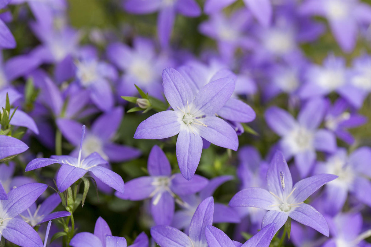 Campanula garganica ;;ab 3,20 Euro