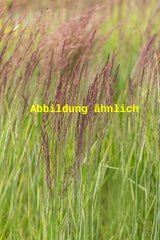 Genaues Foto für Achnatherum calamagrostis 'Algäu' folgt; dieses ähnliche Bild dient der Illustration von Silberährengras
