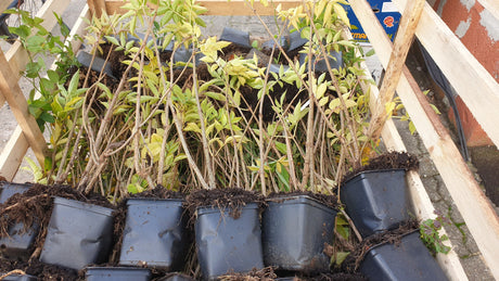 Sambucus nigra VkG 6; vorbereitet für Versand; essbare Früchte; Einsatzmöglichkeit z.B. : Vogelnährgehölz;;ab 3,85 Euro