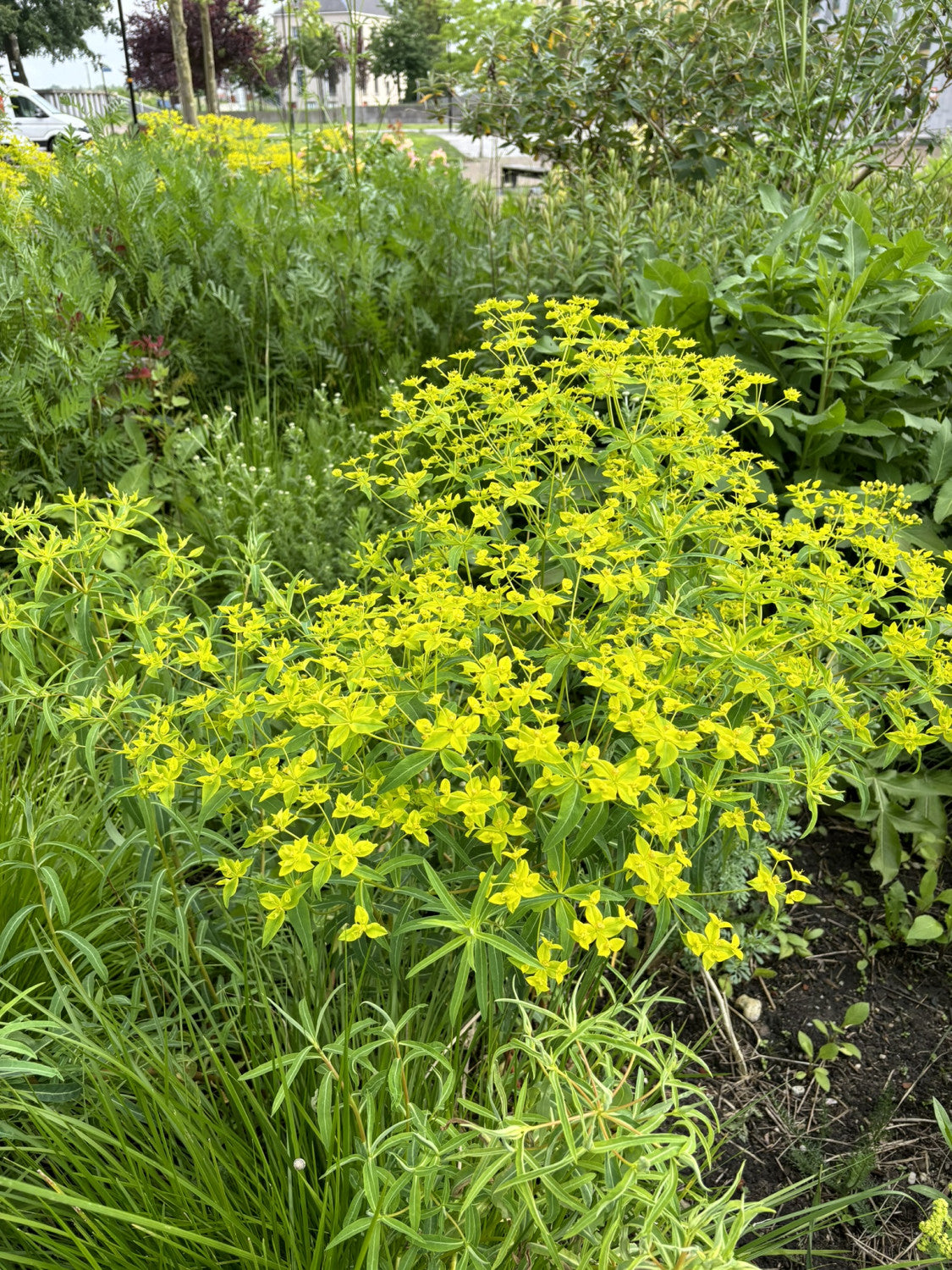 Euphorbia polychroma mit Blüte; Einsatz: ;;ab 3,75 Euro