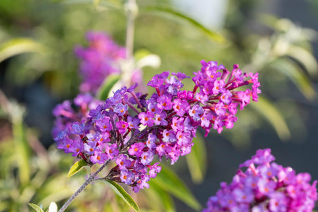 Buddleja davidii 'Nanho Purple' mit Blüte, erhältlich von 60-100 bis 125-150 cm; Einsatz: ;;ab 13,00 Euro