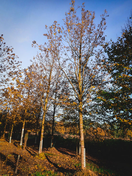 Acer platanoides HkG 80004; hier mit Herbstlaub; schnellwüchsig; Einsatzmöglichkeit z.B. : Windschutzgehölz;;ab 1,62 Euro