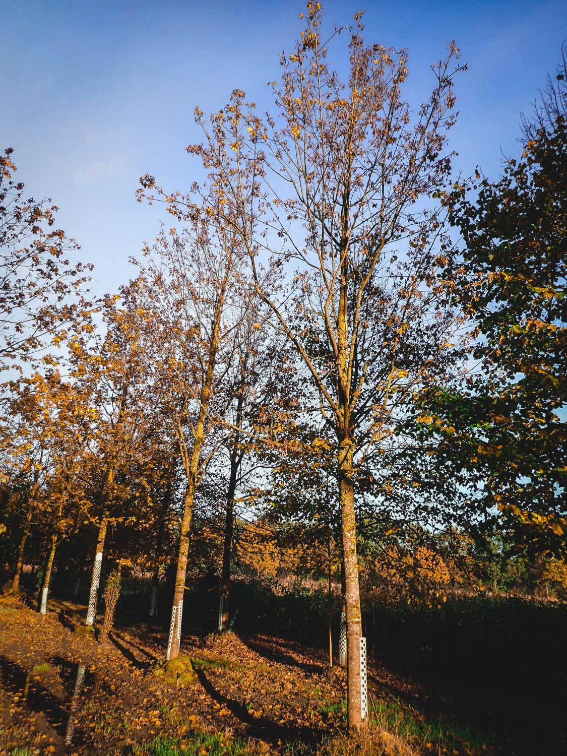 Acer platanoides VkG 4, 5, 6; hier mit Herbstlaub; schnellwüchsig; Einsatzmöglichkeit z.B. : Windschutzgehölz;;ab 2,26 Euro