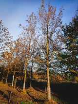 Acer platanoides VkG 4, 5, 6; hier mit Herbstlaub; schnellwüchsig; Einsatzmöglichkeit z.B. : Windschutzgehölz;;ab 2,26 Euro