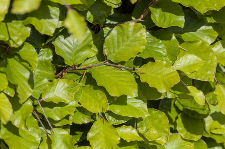 Fagus sylvatica VkG 5; hier mit Belaubung; gute Filterwirkung; Einsatzmöglichkeit z.B. : Erosionsschutz;;ab 2,02 Euro