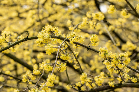 Dürlitze; hier mit Blüte; pflegeleicht; Einsatzmöglichkeit z.B. : Vogelnährgehölz;;Pflanzen vom Profi