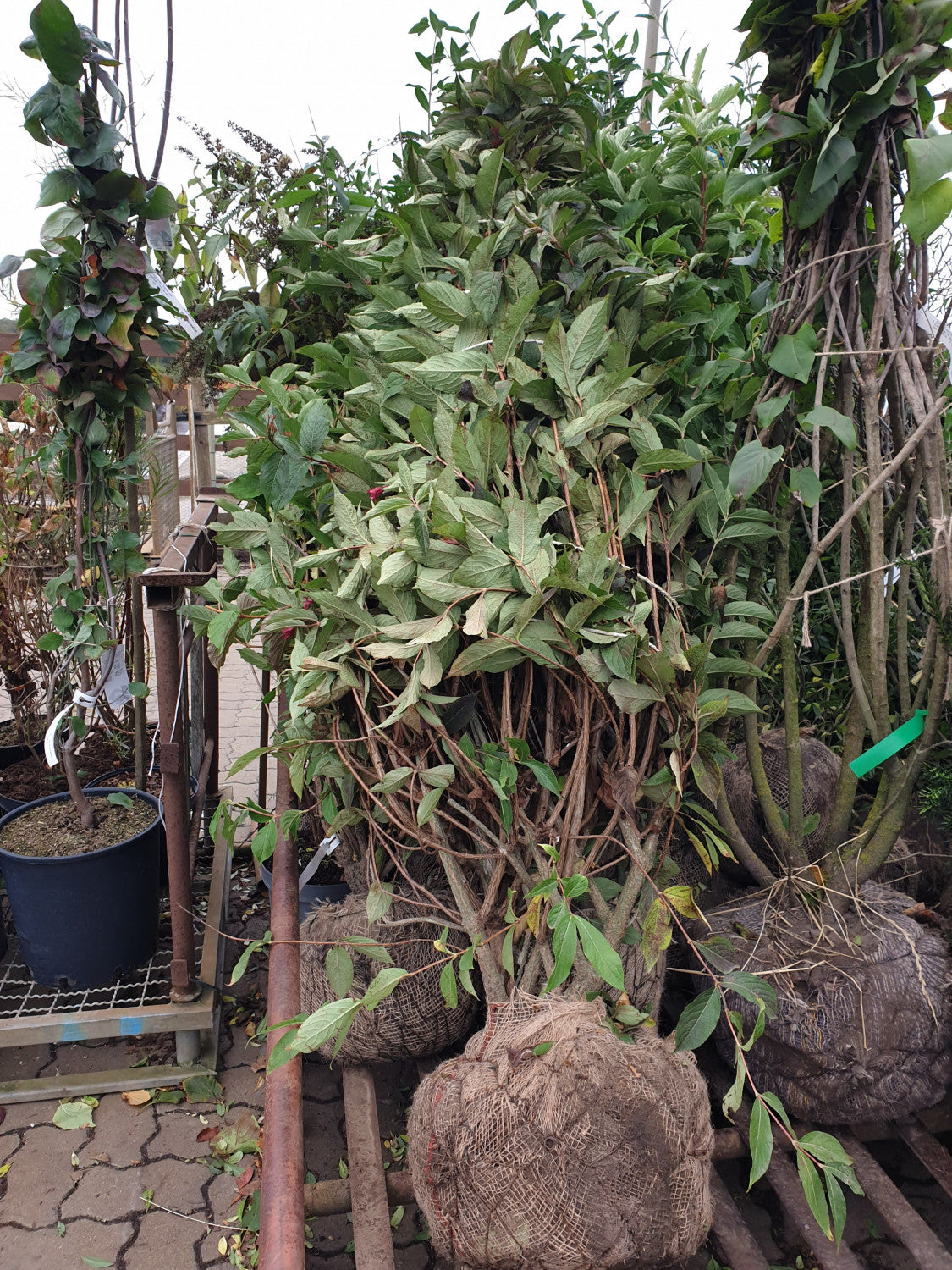 Weigela 'Styriaca' (Weigelie 'Styriaca')