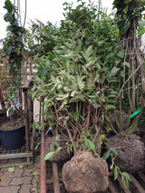 Weigelie 'Styriaca'; vorbereitet für Versand; blütenpracht; Einsatzmöglichkeit z.B. : Bienenweide; erhältlich von 40-60 bis 80-100 cm;;hier kaufen