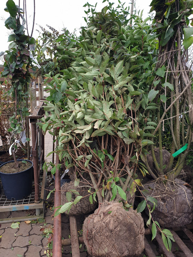 Weigelie 'Styriaca'; vorbereitet für Versand; blütenpracht; Einsatzmöglichkeit z.B. : Bienenweide; erhältlich von 40-60 bis 80-100 cm;;hier kaufen