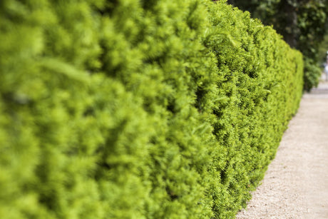 Fruchtende Bechereibe als Hecke, verfügbar in 15 Größen und Variantenimmergrün;;hier kaufen