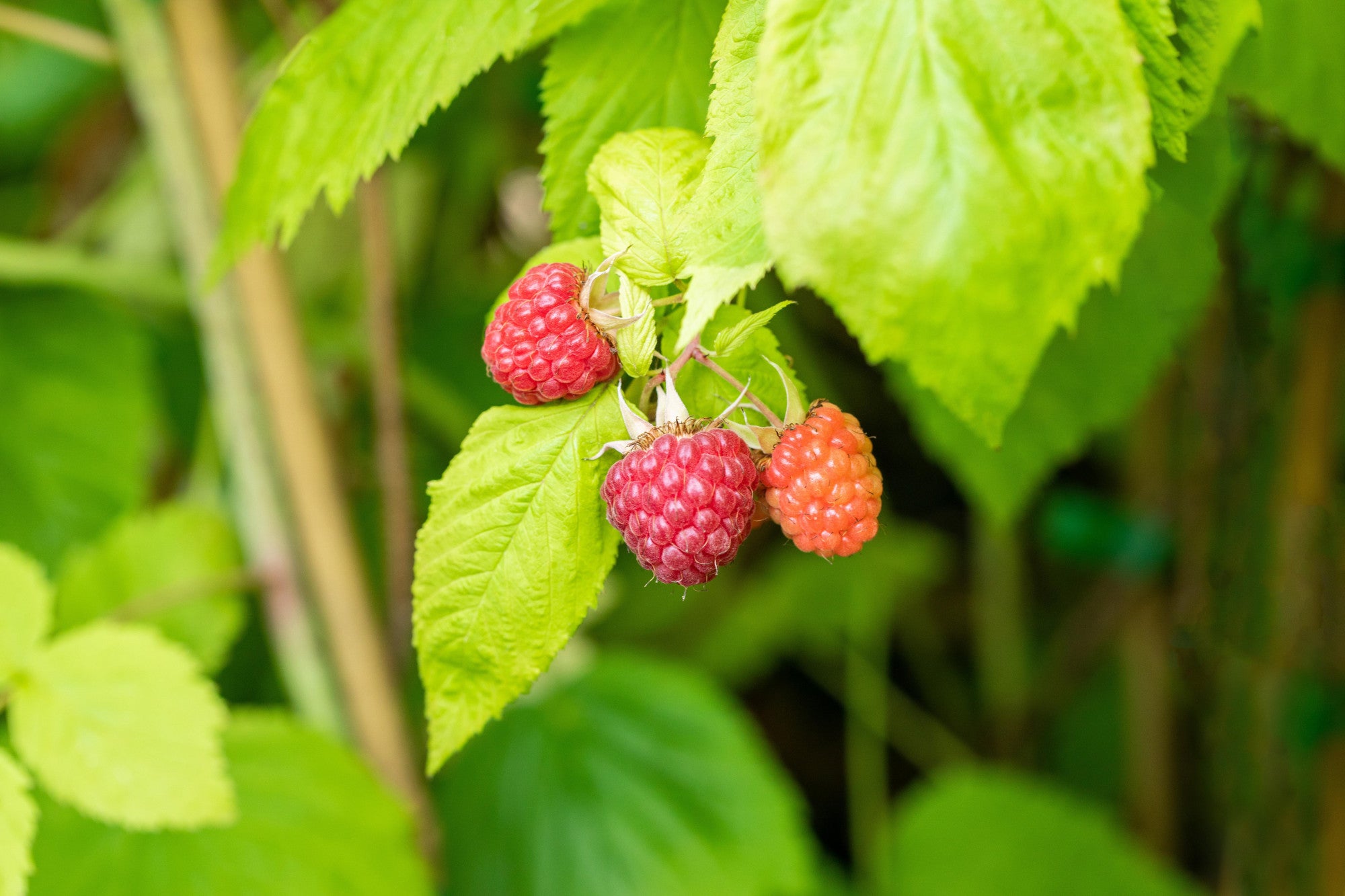 Rubus id. 'Pokusa' (Himbeere 'Pokusa' -S-)