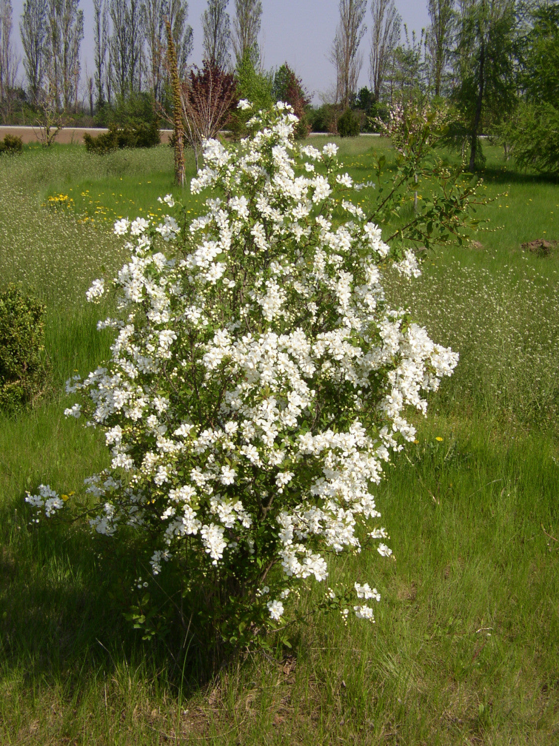 Exochorda racemosa , erhältlich von 40-60 bis 175-200 cm;;ab 16,40 Euro