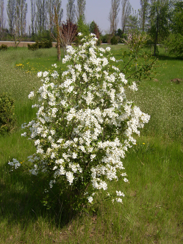 Exochorda racemosa , erhältlich von 40-60 bis 175-200 cm;;ab 16,40 Euro