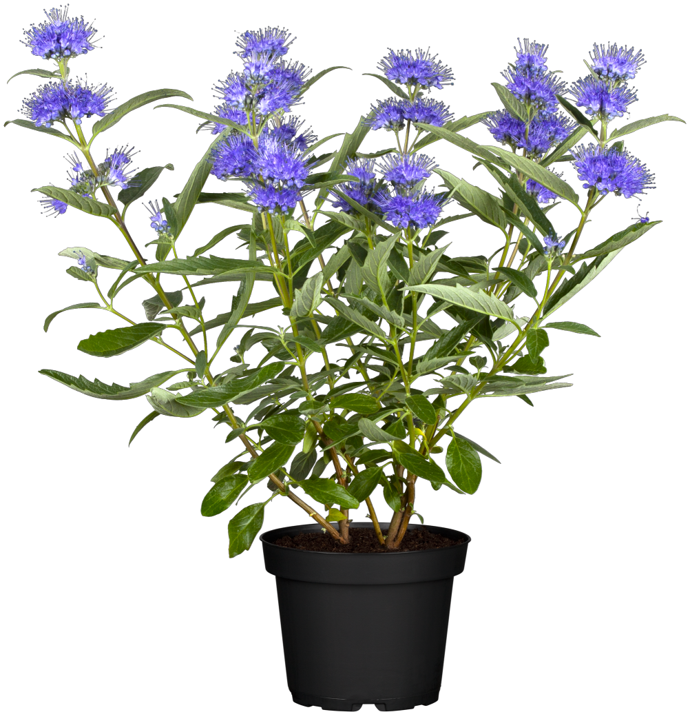 Caryopteris clandonensis im Topf, erhältlich von 40-60 bis 40-60 cm; Einsatz: ;;ab 14,30 Euro