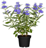 Caryopteris clandonensis; hier im Topf; winterhart; Einsatzmöglichkeit z.B. : Bienen- und Schmetterlingsweide; erhältlich von 40-60 bis 40-60 cm;;ab 19,50 Euro