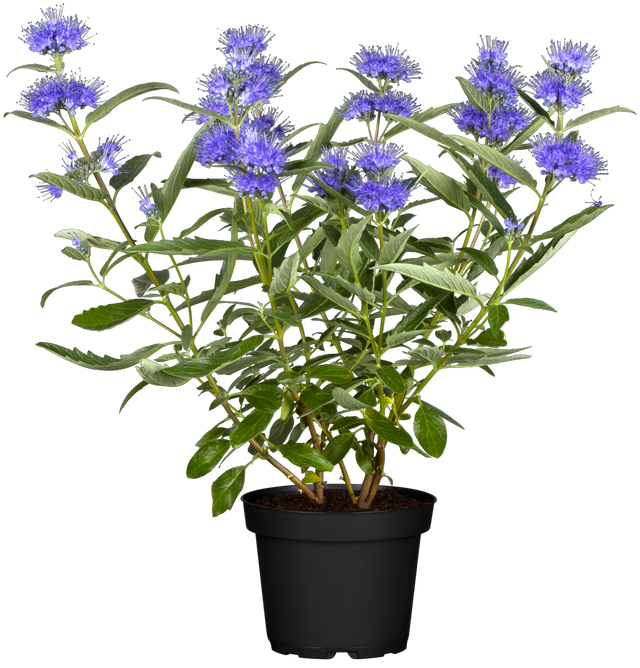Caryopteris clandonensis im Topf, erhältlich von 40-60 bis 40-60 cm; Einsatz: ;;ab 14,30 Euro