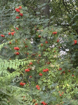 Sorbus aucuparia VkG 1 mit Früchten, erhältlich von 50-80 bis 450-650 cm; Einsatz: ;;ab 2,56 Euro