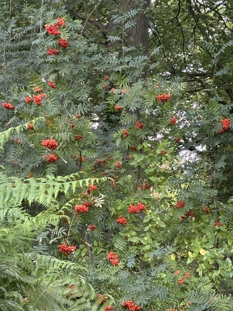 Sorbus aucuparia VkG 1 mit Früchten, erhältlich von 50-80 bis 450-650 cm; Einsatz: ;;ab 2,56 Euro
