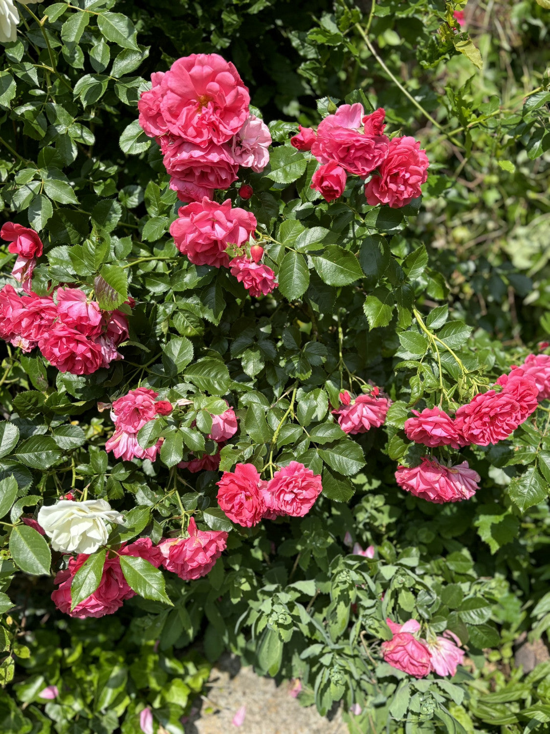 Rosa 'Rosarium Uetersen' KL mit Blüte; Einsatz: ;;ab 9,50 Euro