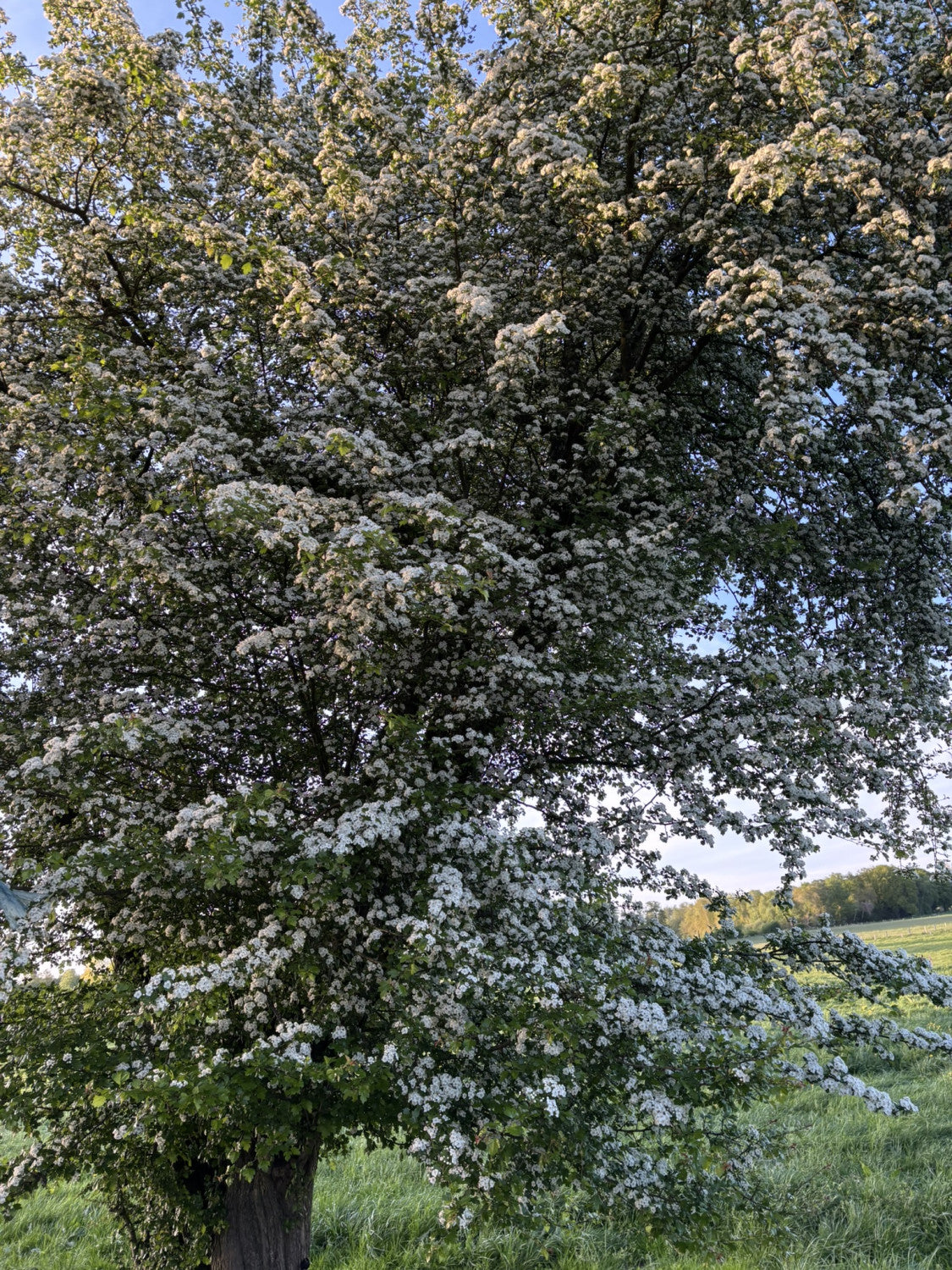 Hagedorn mit Blüte, erhältlich als: Solitär, leichte Sträucher, verschulte Sträucher, Sämling; Einsatz: Bienenweide, pflegeleicht;;günstig mit Qualität