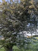 Hagedorn mit Blüte, erhältlich als: Solitär, Sämling, leichte Sträucher, verschulte Sträucher; Einsatz: Bienenweidepflegeleicht;;günstig mit Qualität