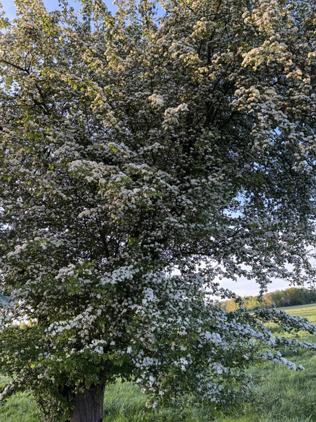 Hagedorn; hier mit Blüte; bienenfreundlich; Einsatzmöglichkeit z.B. : Heckenpflanze;;günstig mit Qualität