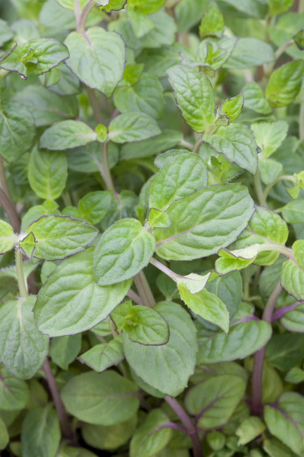 Mentha x piperita mit Blüte; Einsatz: ;;ab 2,72 Euro