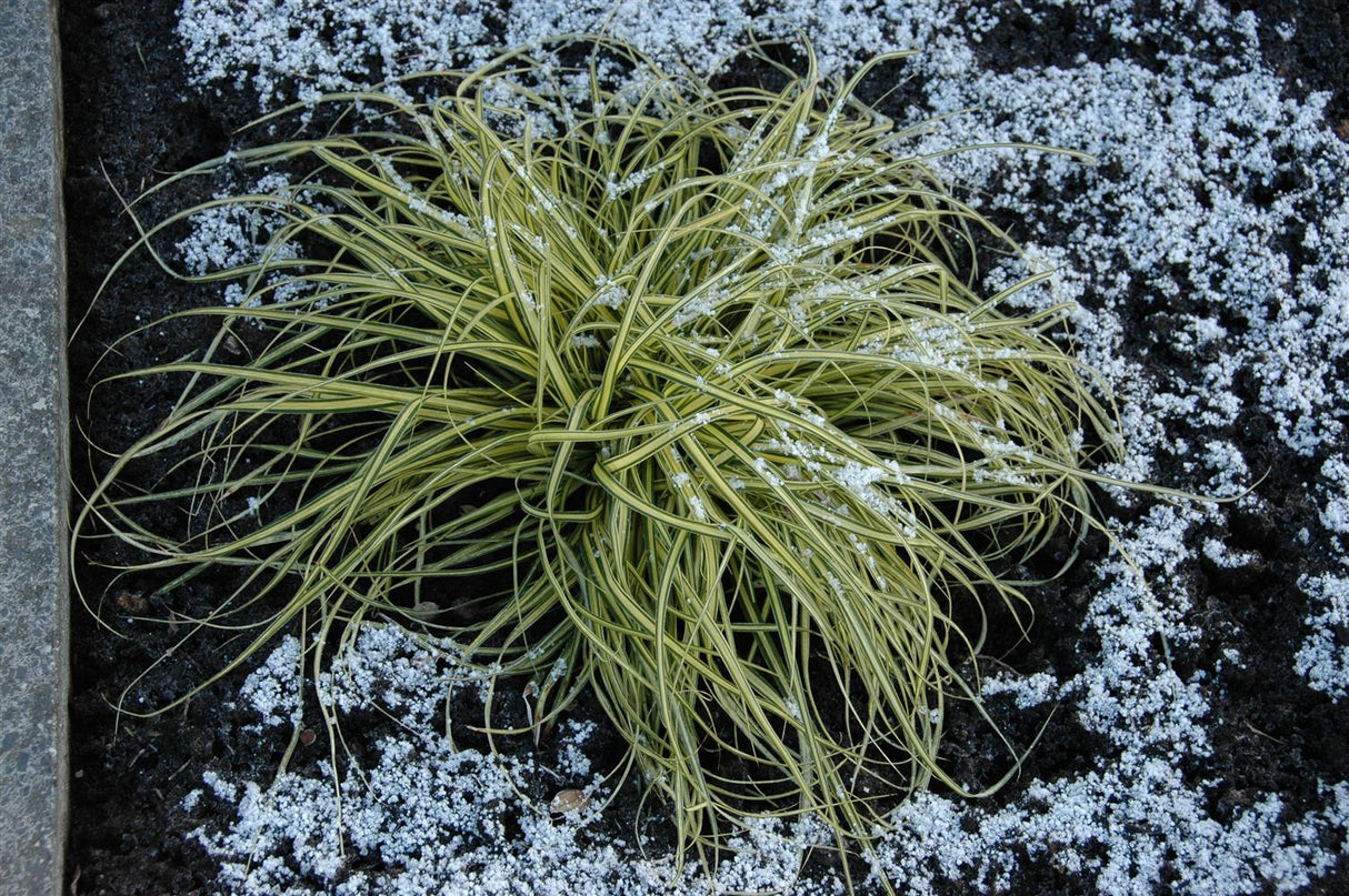 Carex morrowii 'Aureovariegata' mit Winterlaub; Einsatz: ;;ab 4,85 Euro