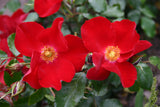 Rosa 'Apache' BDR mit Blüte; Einsatz: ;;ab 8,10 Euro