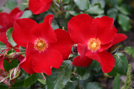 Rosa 'Apache' BDR mit Blüte; Einsatz: ;;ab 8,10 Euro