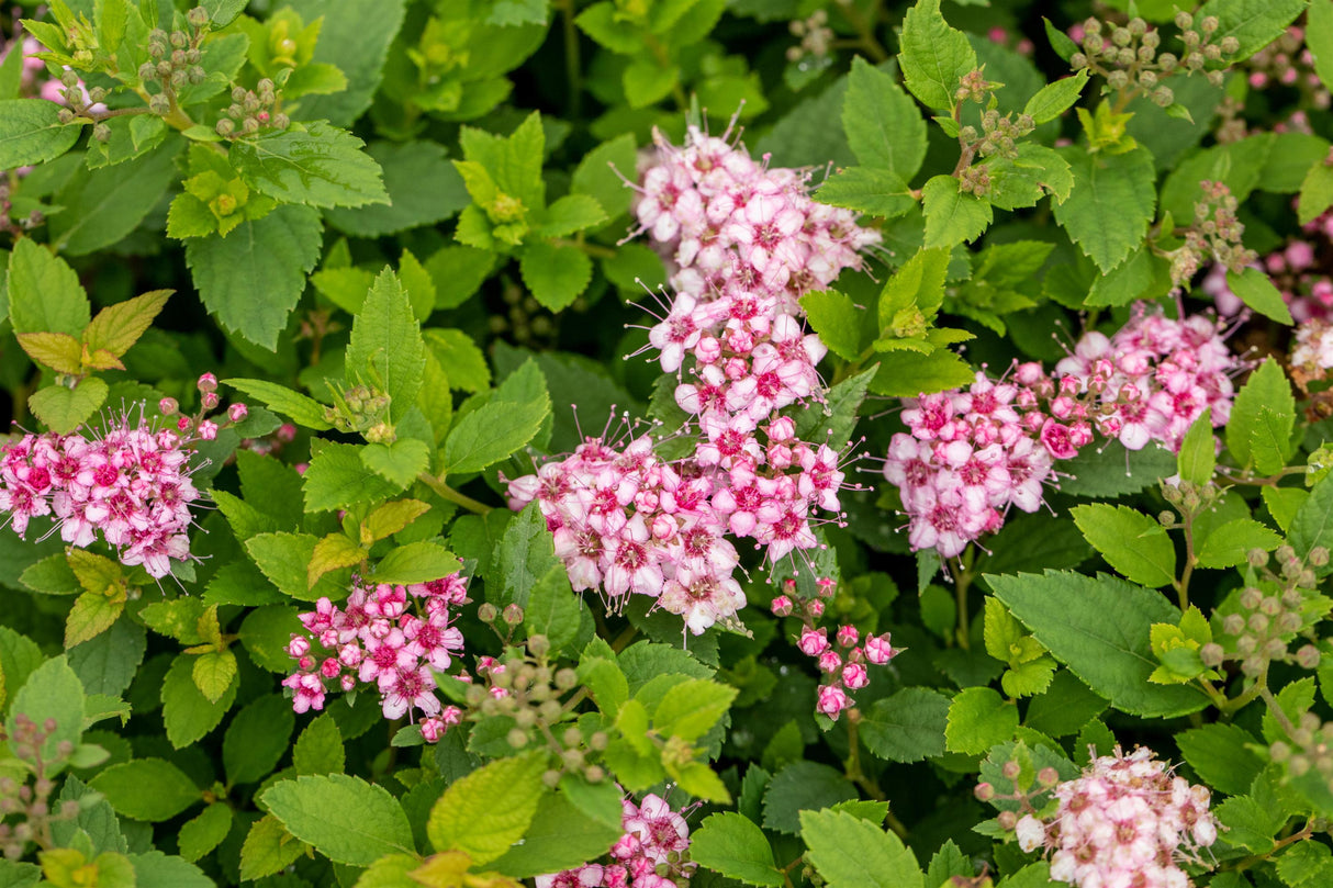 Spiraea japonica 'Little Princess' mit Blüte, erhältlich von 15-20 bis 20-30 cm; Einsatz: ;;ab 6,75 Euro