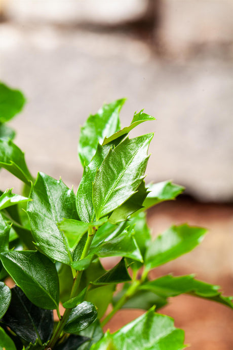 Ilex meserveae 'Blue Maid' mit Belaubung, erhältlich von 40-50 bis 60-80 cm; Einsatz: ;;ab 28,80 Euro