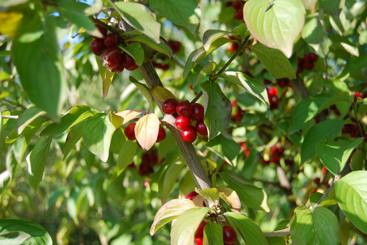 Dürlöhr mit Früchten; Einsatz: Vogelnährgehölzpflegeleicht;;ab 3,25 Euro