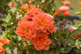Rosa 'Ninetta' Z; hier mit Blüte; klein; Einsatzmöglichkeit z.B. : Beete;;ab 11,10 Euro