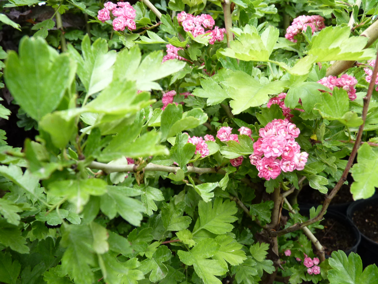 Crataegus laevigata 'Paul's Scarlet' mit Sommerbelaubung; Einsatz: Solitärpflanzebienenfreundlich;;mit zeitnaher Lieferung