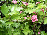 Crataegus laevigata 'Paul's Scarlet' mit Sommerbelaubung; Einsatz: Solitärpflanzebienenfreundlich;;mit zeitnaher Lieferung