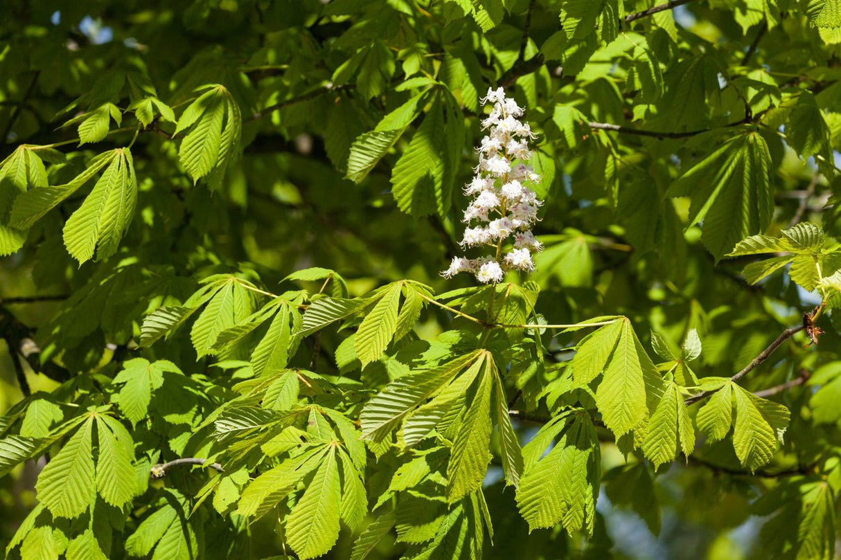 Aesculus hippocastanum 'Baumannii' , erhältlich von 270-330 bis 450-650 cm;;ab 311,00 Euro