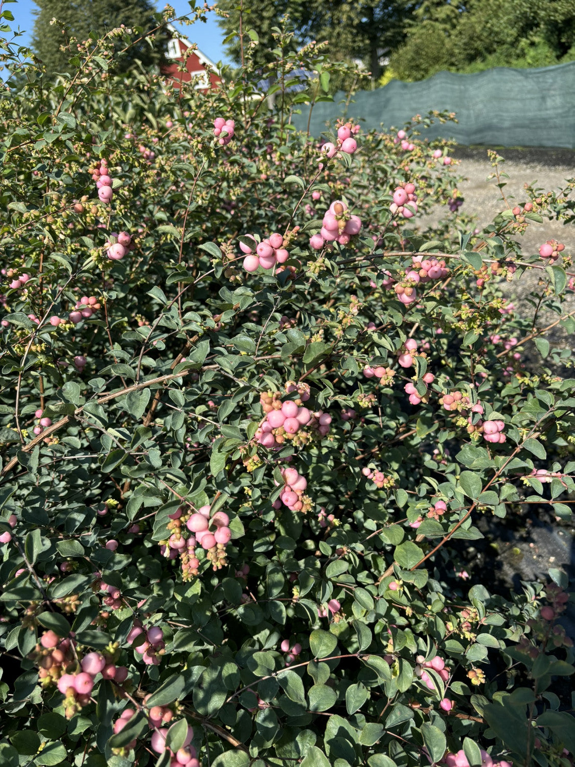 Symphoricarpos doorenbosii 'Amethyst' , erhältlich von 40-60 bis 80-100 cm;;ab 13,70 Euro