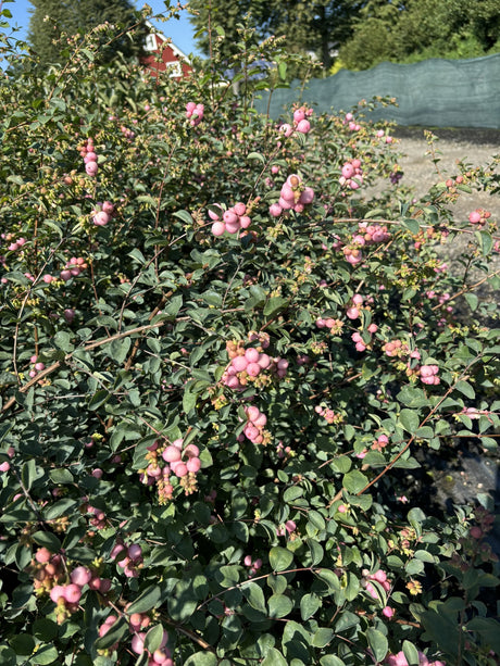 Symphoricarpos doorenbosii 'Amethyst' , erhältlich von 40-60 bis 80-100 cm;;ab 13,70 Euro