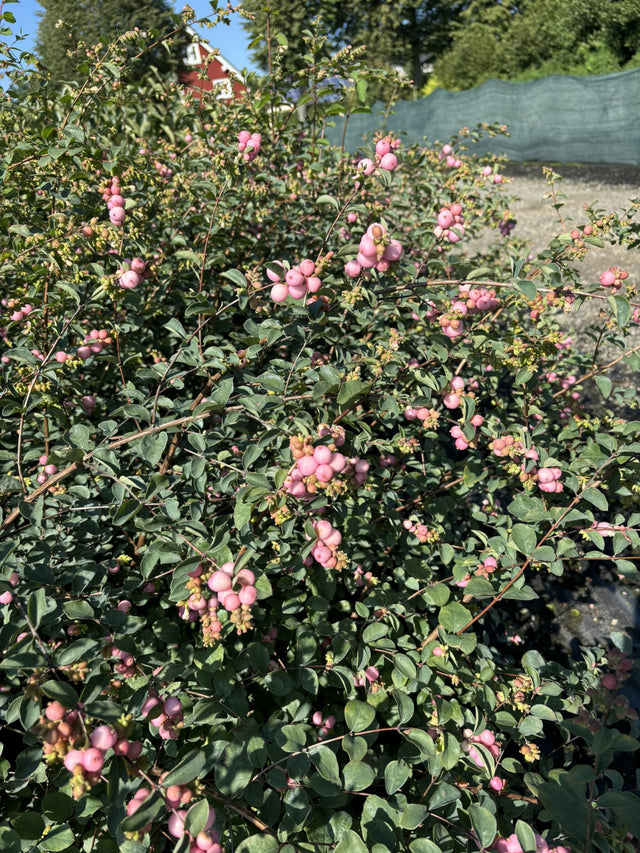 Symphoricarpos doorenbosii 'Amethyst' , erhältlich von 40-60 bis 80-100 cm;;ab 13,70 Euro