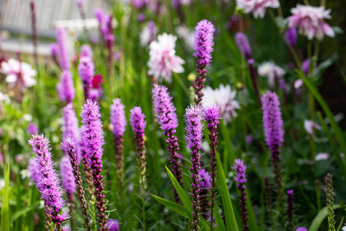 Liatris spicata 'Floristan Violett' mit Blüte; Einsatz: ;;ab 3,70 Euro