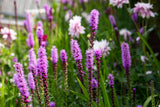 Liatris spicata 'Floristan Violett'; hier mit Blüte; lange Blütezeit; Einsatzmöglichkeit z.B. : Staudenbeet;;ab 0,00 Euro