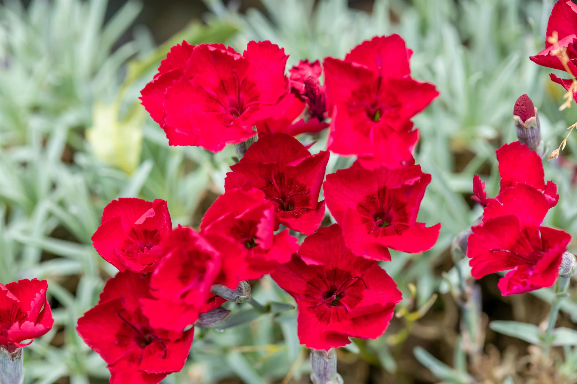 Dianthus gratianop. , rot (Garten-Pfingst-Nelke)