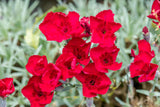 Dianthus gratianop. , rot; hier mit Blüte; schneckensicher (schneckenresistent); Einsatzmöglichkeit z.B. : Steingärten;;ab 0,00 Euro